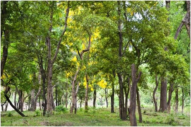Sandalwood Trees in Triguna Country Homes