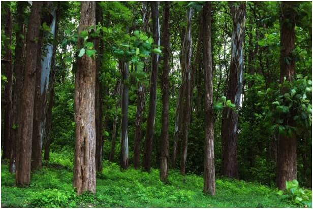 Teakwood Trees in Triguna Country Homes