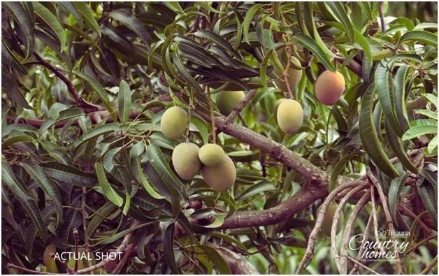mango tree