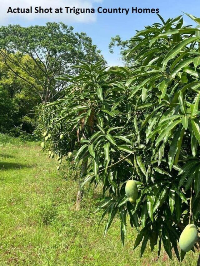 Actual Shot at Triguna Country Homes