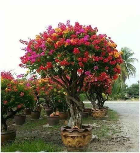 Bougainvillea in Triguna Country Homes