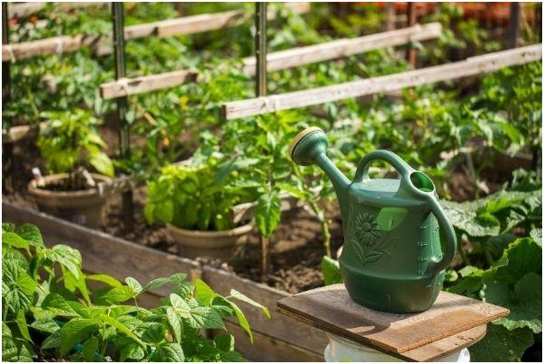 Watering your vegetable garden