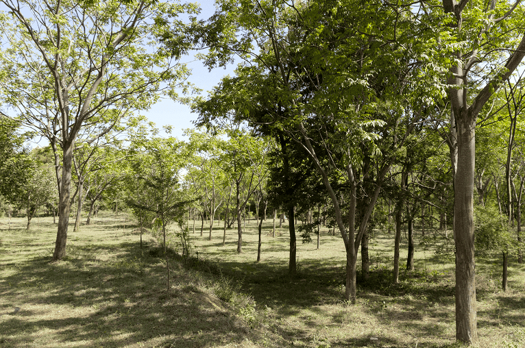 What is Miyawaki forest - Near Bangalore