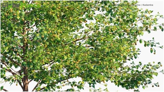 Kadamba in Triguna Country Homes