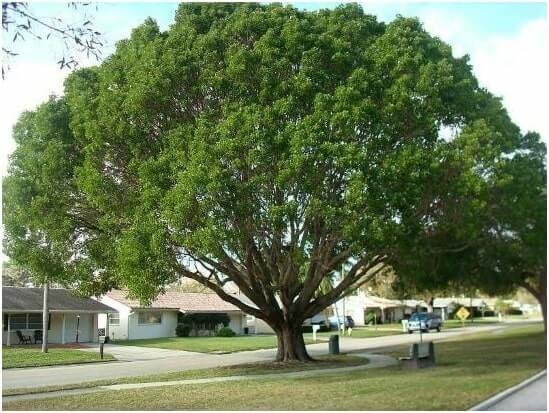 Mahogany Trees in Triguna Country Homes