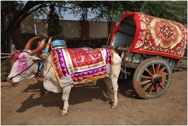 Bullock cart Ride