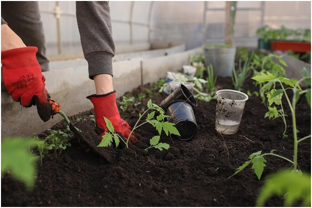 Beginners Plan for an efficient vegetable garden for your farmhouse