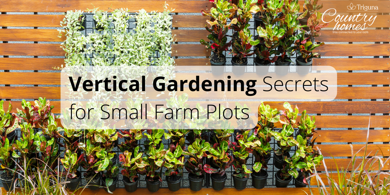 Small Plot, Big Harvest: Vertical Gardening Secrets for Farm Plots