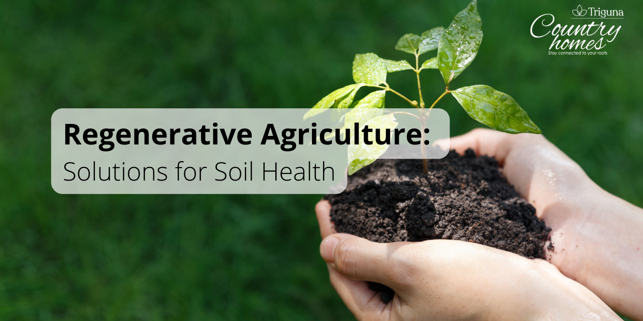 Regenerative Agriculture: Effective Solutions for Soil Degradation in Your Farmland