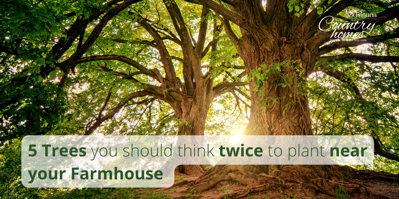 5 Trees You Should Think Twice Before Planting Too Close to Your House in Your Farmland